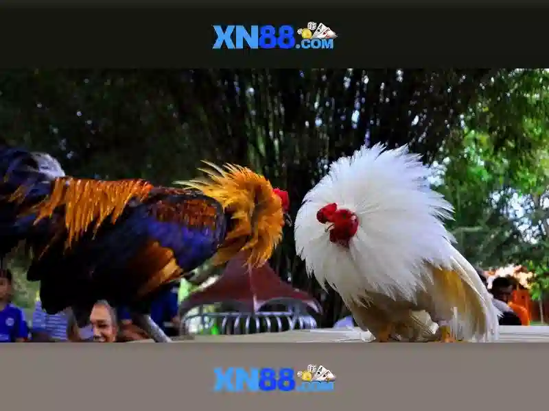 Giao diện nhà cái hoàn hảo