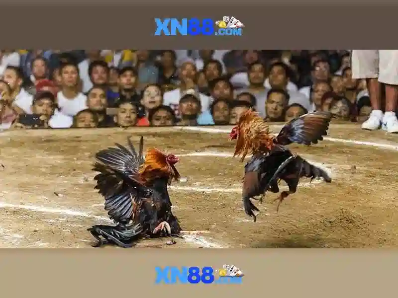 Giao diện nhà cái hoàn hảo