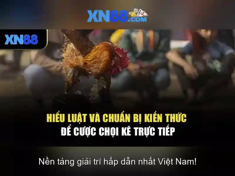 Lĩnh vực hoạt động của xn88