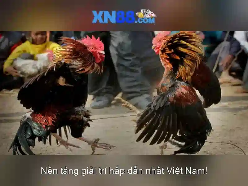 Khám phá xn88: Nền tảng cá cược trực tuyến Giao diện nhà cái hoàn hảo