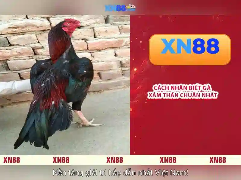 Giao diện nhà cái hoàn hảo