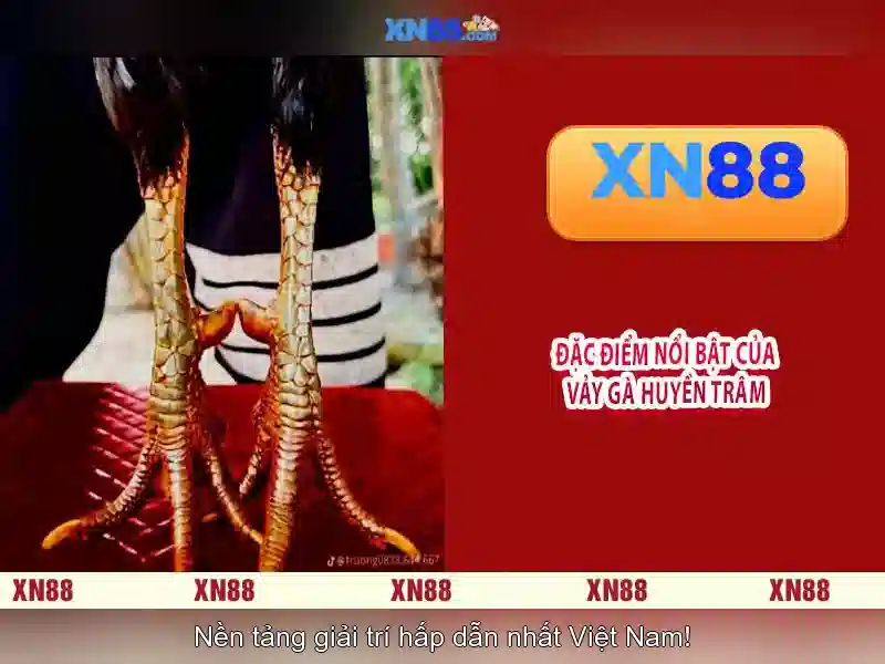 Giao diện nhà cái hoàn hảo