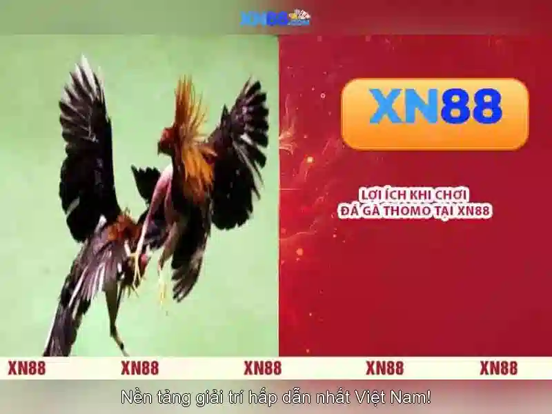 xn88 - Những điều cần biết